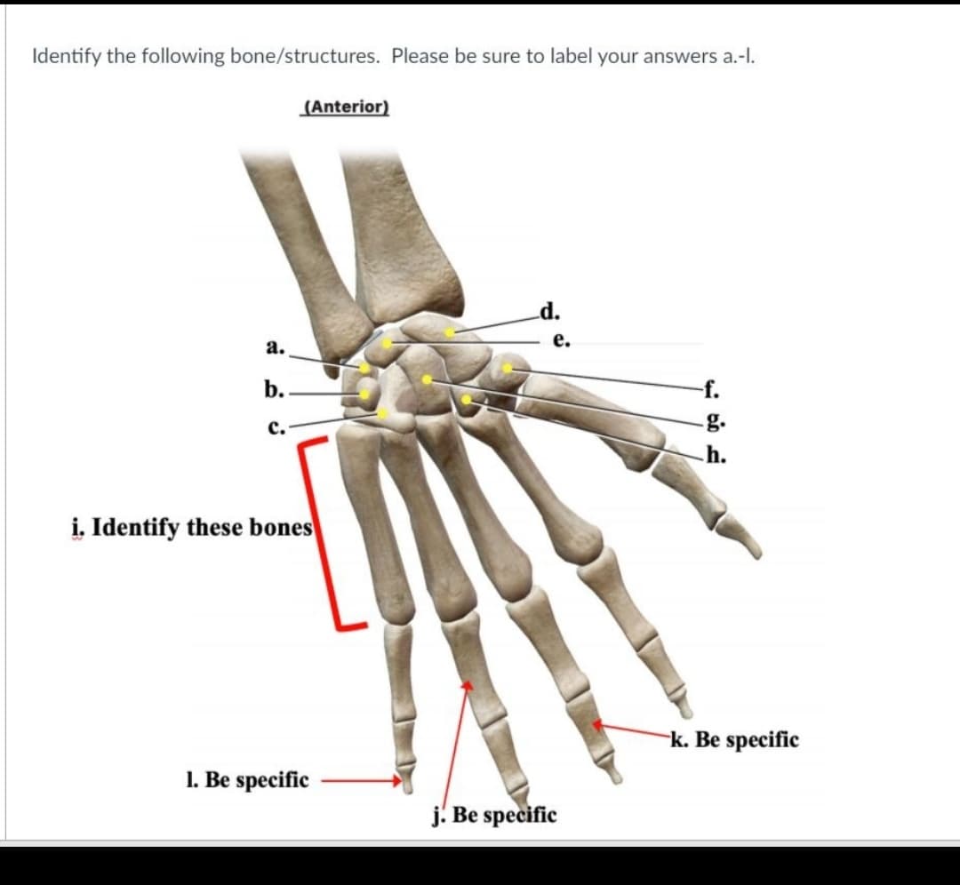 Identify the following bone/structures. Please be sure to label your answers a.-I.
(Anterior)
d.
е.
a.
b.
-f.
с.
g.
h.
i, Identify these bones
-k. Be specific
1. Be specific
j. Be specific
