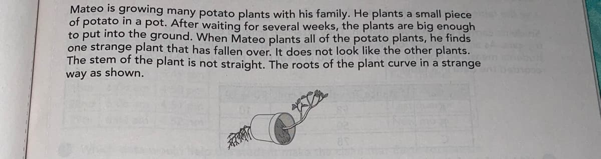 Mateo is growing many potato plants with his family. He plants a small piece
of potato in a pot. After waiting for several weeks, the plants are big enough
to put into the ground. When Mateo plants all of the potato plants, he finds
one strange plant that has fallen over. It does not look like the other plants.
The stem of the plant is not straight. The roots of the plant curve in a strange
way as shown.
