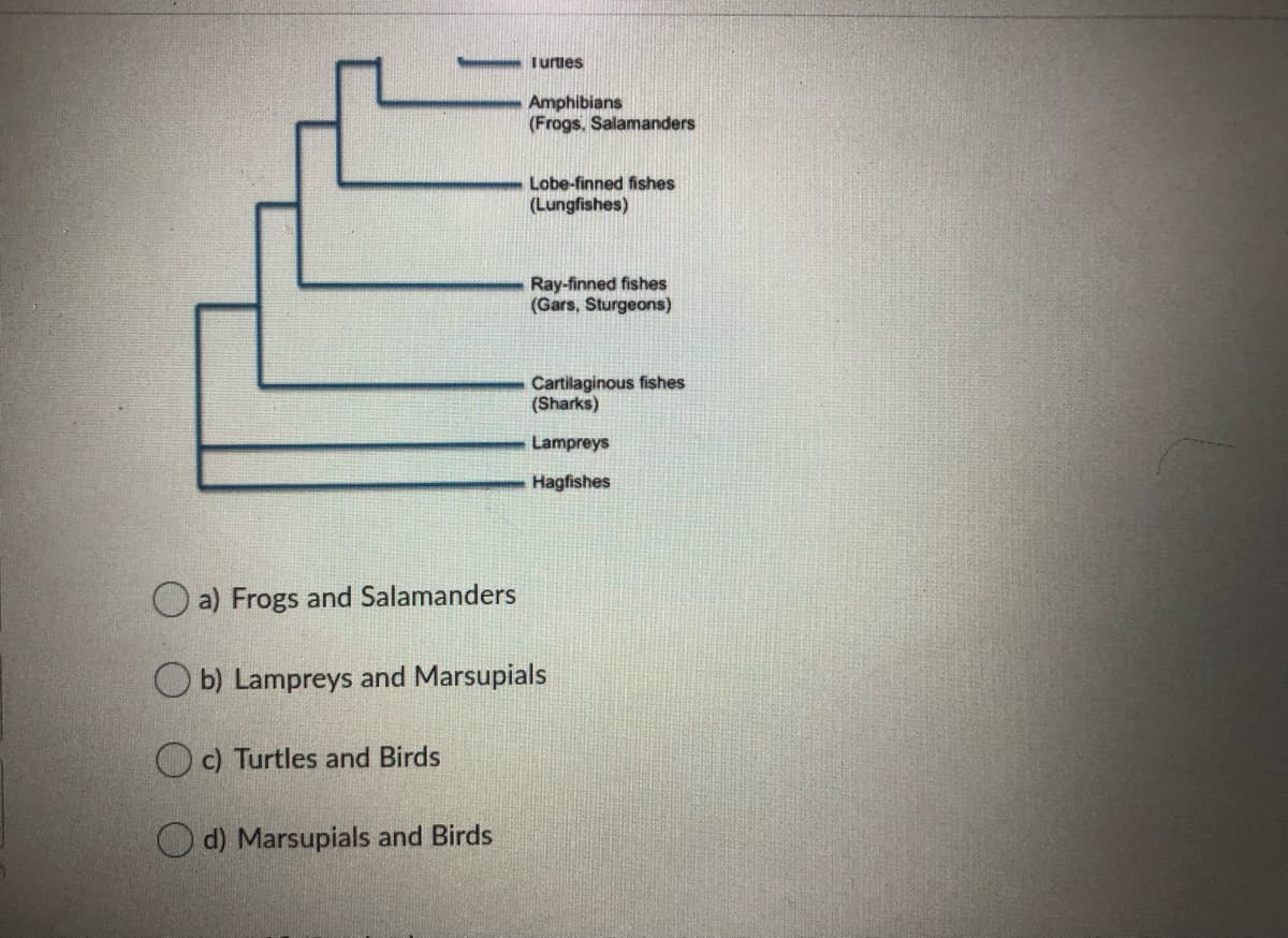 Turties
Amphibians
(Frogs. Salamanders
Lobe-finned fishes
(Lungfishes)
Ray-finned fishes
(Gars, Sturgeons)
Cartilaginous fishes
(Sharks)
Lampreys
Hagfishes
O a) Frogs and Salamanders
O b) Lampreys and Marsupials
O c) Turtles and Birds
O d) Marsupials and Birds
