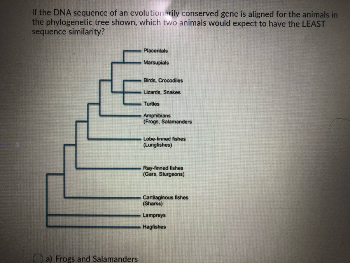 If the DNA sequence of an evolutionarily conserved gene is aligned for the animals in
the phylogenetic tree shown, which two animals would expect to have the LEAST
sequence similarity?
Placentals
Marsupials
Birds, Crocodiles
Lizards, Snakes
Turtles
Amphibians
(Frogs, Salamanders
Lobe-finned fishes
(Lungfishes)
Ray-finned fishes
(Gars, Sturgeons)
Cartilaginous fishes
(Sharks)
Lampreys
Hagfishes
O a) Frogs and Salamanders
