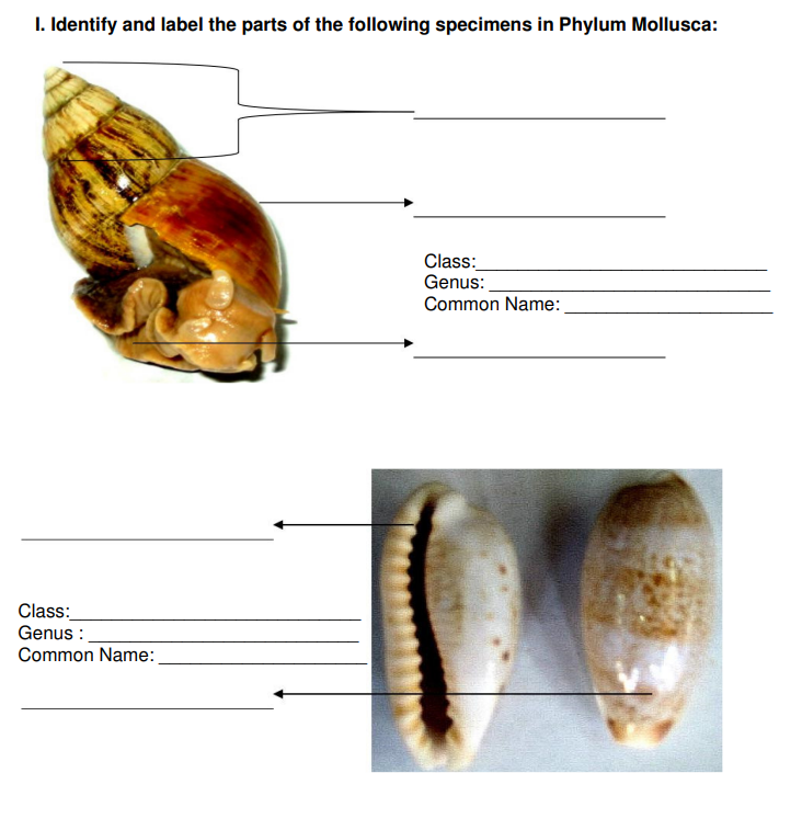 1. Identify and label the parts of the following specimens in Phylum Mollusca:
Class:
Genus:
Common Name:
Class:
Genus :
Common Name: