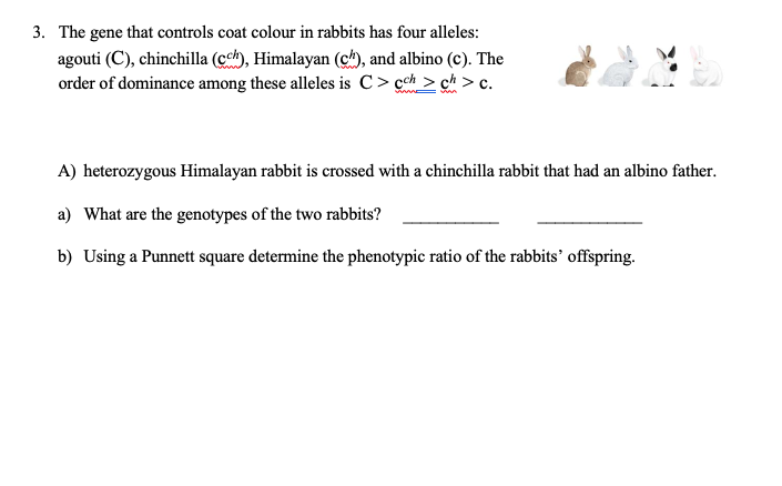 3. The gene that controls coat colour in rabbits has four alleles:
agouti (C), chinchilla (cck), Himalayan (ch), and albino (c). The
order of dominance among these alleles is C> cch > ch > c.
A) heterozygous Himalayan rabbit is crossed with a chinchilla rabbit that had an albino father.
a) What are the genotypes of the two rabbits?
a Punnett square determine the phenotypic ratio of the rabbits’ offspring.

