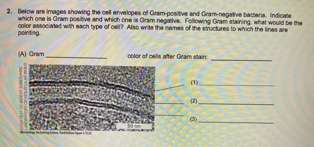 2. Below are images showing the cell envelopes of Gram-positive and Gram-negative bacteria. Indicate
which one is Gram positive and which one is Gram negative. Following Gram staining, what would be the
color associated with each type of cell? Also write the names of the structures to which the lines are
pointing.
(A) Gram
color of cells after Gram stain:
(1)
(2).
(3)
50 nm
Moobiskyy AnEverimy Kience Third EHilien Figure 3.15.02
SCOURTESY OF BENOIT ZUBER/MRC.
O ORYOF MOLECULAR BIOLO
