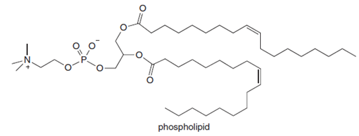 phospholipid
O:
