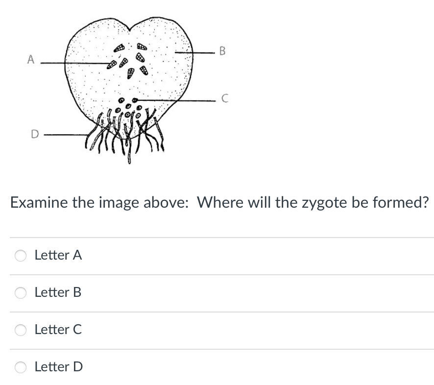 A
D
Examine the image above: Where will the zygote be formed?
Letter A
Letter B
Letter C
Letter D
