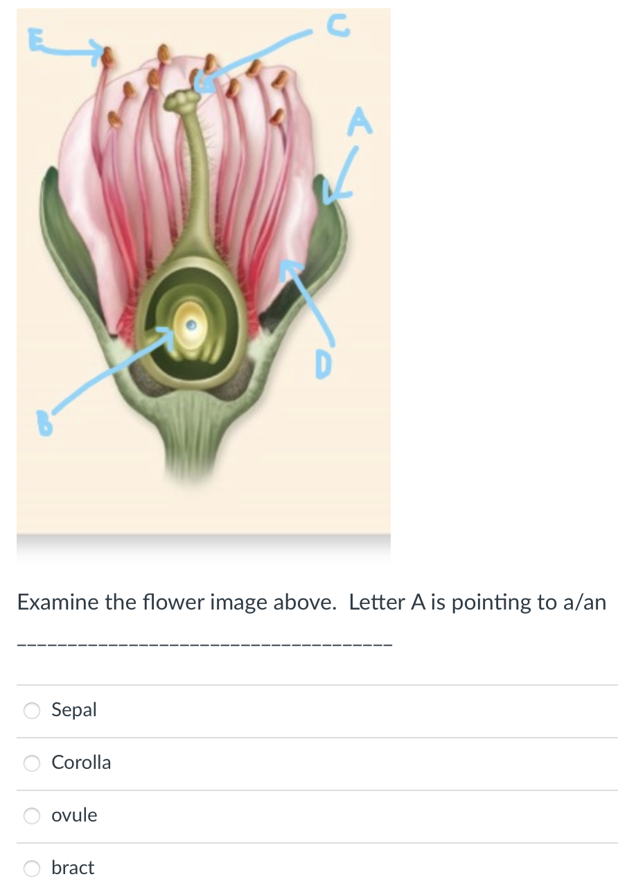 A
Examine the flower image above. Letter A is pointing to a/an
Sepal
Corolla
ovule
bract
