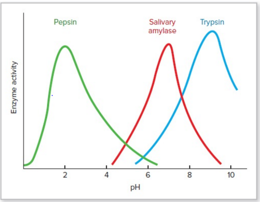 Pepsin
Salivary
amylase
Trypsin
2
4
6
10
pH
Enzyme activity
00
