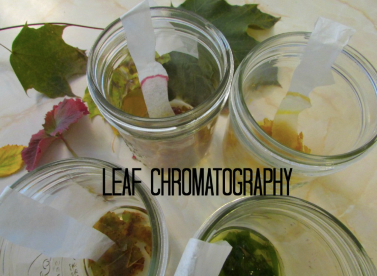 LEAF CHROMATOGRAPHY
