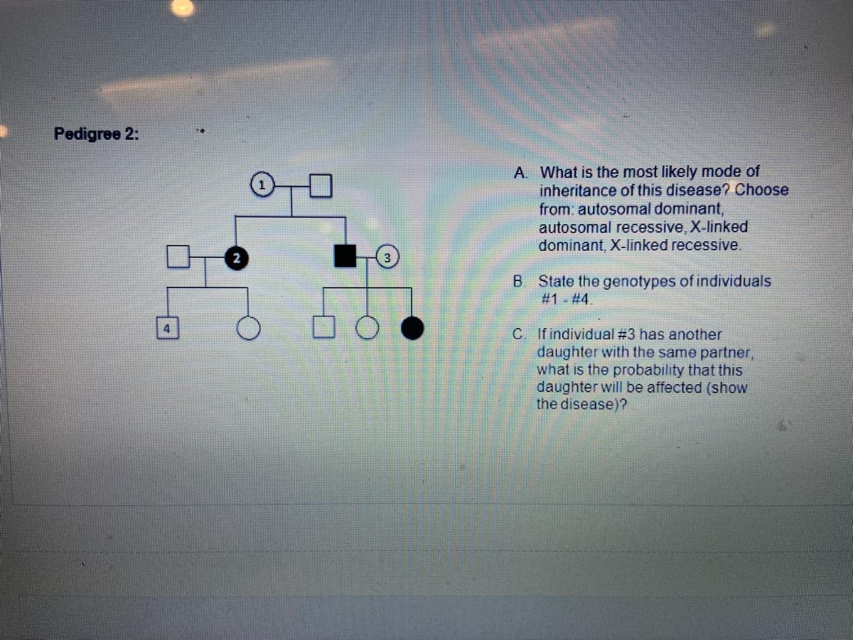 Pedigree 2:
A. What is the most likely mode of
inheritance of this disease? Choose
from: autosomal dominant,
autosomal recessive, X-linked
dominant, X-linked recessive.
B State the genotypes of individuals
# 1 #4.
C If individual #3 has another
daughter with the same partner,
what is the probability that this
daughter will be affected (show
the disease)?
