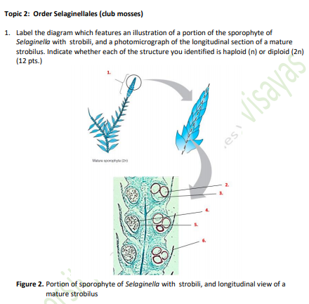 Topic 2: Order Selaginellales (club mosses)
1. Label the diagram which features an illustration of a portion of the sporophyte of
Selaginella with strobili, and a photomicrograph of the longitudinal section of a mature
strobilus. Indicate whether each of the structure you identified is haploid (n) or diploid (2n)
(12 pts.)
visayas
Me t
2.
Figure 2. Portion of sporophyte of Selaginella with strobili, and longitudinal view of a
mature strobilus
es
