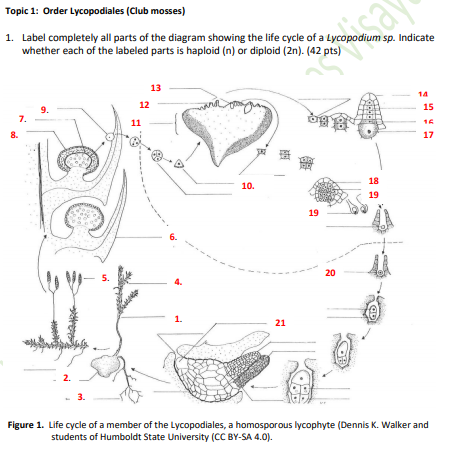 Topic 1: Order Lycopodiales (Club mosses)
1. Label completely all parts of the diagram showing the life cycle of a Lycopodium sp. Indicate
whether each of the labeled parts is haploid (n) or diploid (2n). (42 pts)
13
14
12
15
9.
7.
8.
17
18
10.
19
19
6.
20
5.
1.
21
2.
3.
Figure 1. Life cycle of a member of the Lycopodiales, a homosporous lycophyte (Dennis K. Walker and
students of Humboldt State University (CC BY-SA 4.0).
