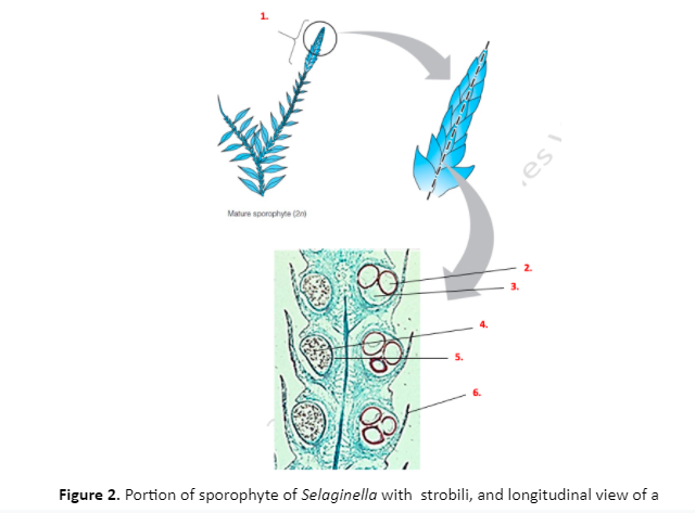 1.
Mature sporophyte (2n)
5.
Figure 2. Portion of sporophyte of Selaginella with strobili, and longitudinal view of a
es
