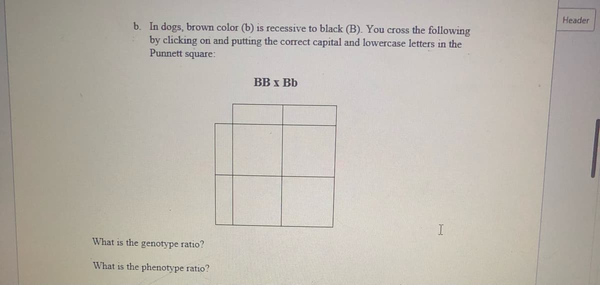 Header
b. In dogs, brown color (b) is recessive to black (B). You cross the following
by clicking on and putting the correct capital and lowercase letters in the
Punnett square:
BB x Bb
I
What is the genotype ratio?
What is the phenotype ratio?
