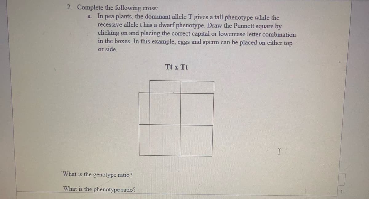 2. Complete the following cross:
a. In pea plants, the dominant allele T gives a tall phenotype while the
recessive allele t has a dwarf phenotype. Draw the Punnett square by
clicking on and placing the correct capital or lowercase letter combination
in the boxes. In this example, eggs and sperm can be placed on either top
or side
Tt x Tt
What is the genotype ratio?
What is the phenotype ratio?
