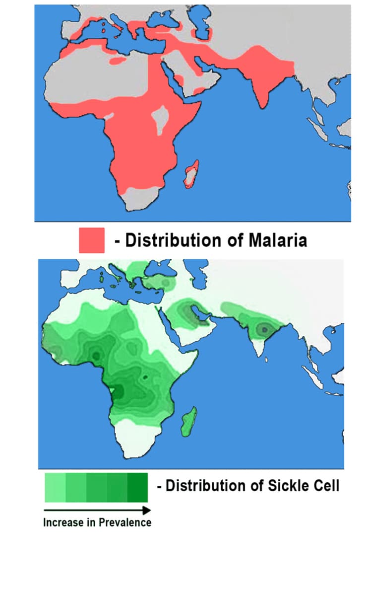 - Distribution of Malaria
- Distribution of Sickle Cell
Increase in Prevalence
