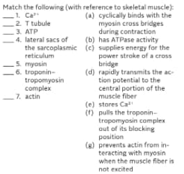 Match the following (with reference to skeletal muscle):
1. Ca
2. T tubule
3. ATP
4. lateral sacs of
the sarcoplasmic (c) supplies energy for the
(a) cyclically binds with the
myosin cross bridges
during contraction
(b) has ATPase activity
reticulum
5. myosin
6. troponin-
tropomyosin
complex
7. actin
power stroke of a cross
bridge
(d) rapidly transmits the ac-
tion potential to the
central portion of the
muscle fiber
(e) stores Ca
(f) pulls the troponin-
tropomyosin complex
out of its blocking
position
(8) prevents actin from in-
teracting with myosin
when the muscle fiber is
not excited
||
