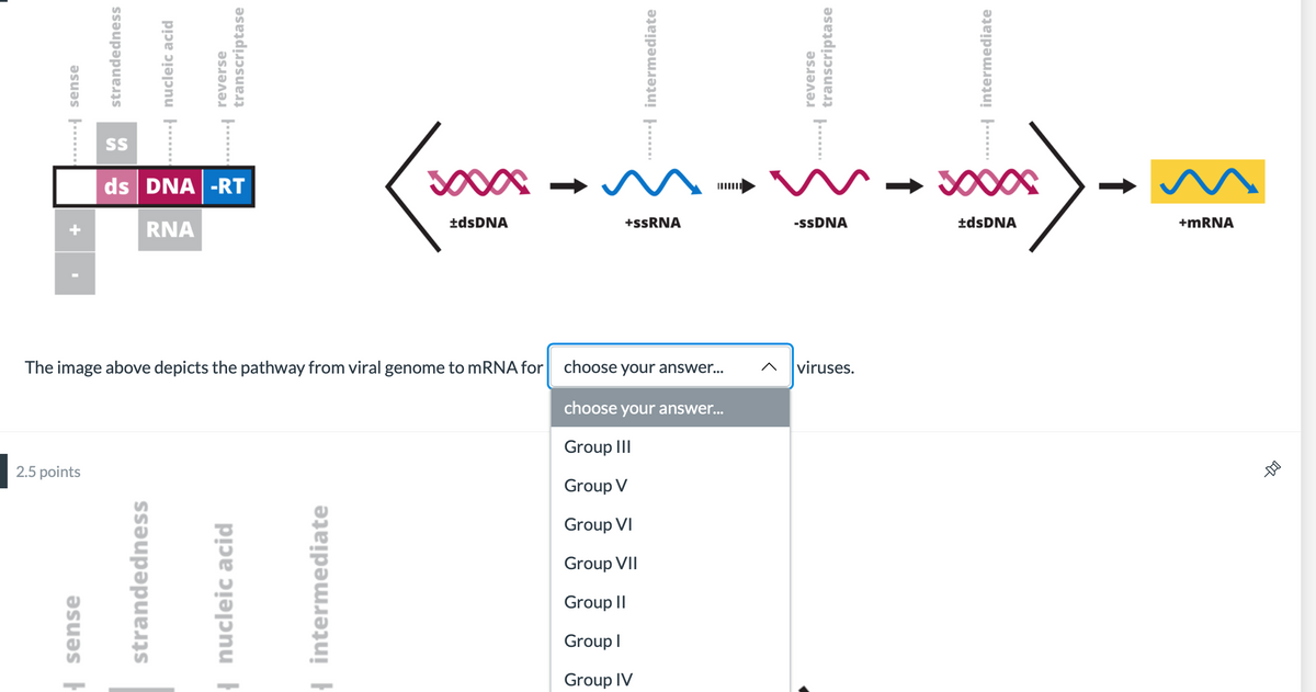 ds DNA -RT
IIIII
±dsDNA
+SSRNA
-SSDNA
±dsDNA
+MRNA
RNA
The image above depicts the pathway from viral genome to mRNA for choose your answer.
viruses.
choose your answer...
Group III
2.5 points
Group V
Group VI
Group VII
Group II
Group I
Group IV
| sense
..... sense
strandedness
strandedness
.....| nucleic acid
| nucleic acid
reverse
transcriptase
| intermediate
..... intermediate
reverse
transcriptase
.. intermediate
