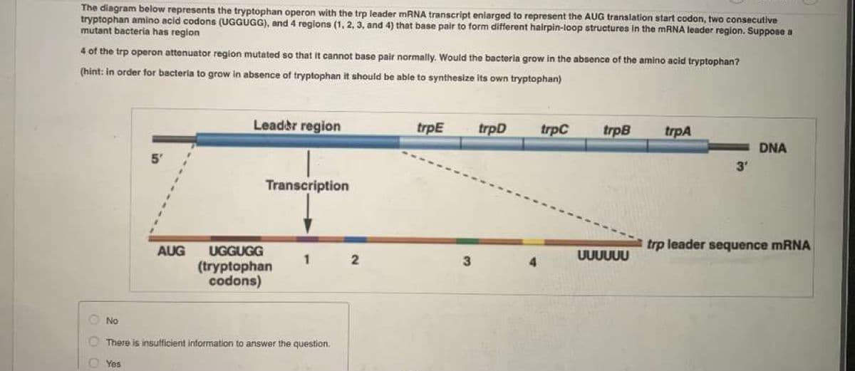 The diagram below represents the tryptophan operon with the trp leader mRNA transcript enlarged to represent the AUG translation start codon, two consecutive
tryptophan amino acid codons (UGGUGG), and 4 regions (1, 2, 3, and 4) that base pair to form different hairpin-loop structures in the MRNA leader region. Suppose a
mutant bacteria has region
4 of the trp operon attenuator region mutated so that it cannot base pair normally. Would the bacteria grow in the absence of the amino acid tryptophan?
(hint: in order for bacteria to grow in absence of tryptophan it should be able to synthesize its own tryptophan)
Lead&r region
trpE
trpD
trpC
trpB
trpA
DNA
5'
3'
Transcription
trp leader sequence MRNA
UGGUGG
1
(tryptophan
codons)
AUG
UUUUUU
No
There is insutficient information to answer the question.
O Yes
