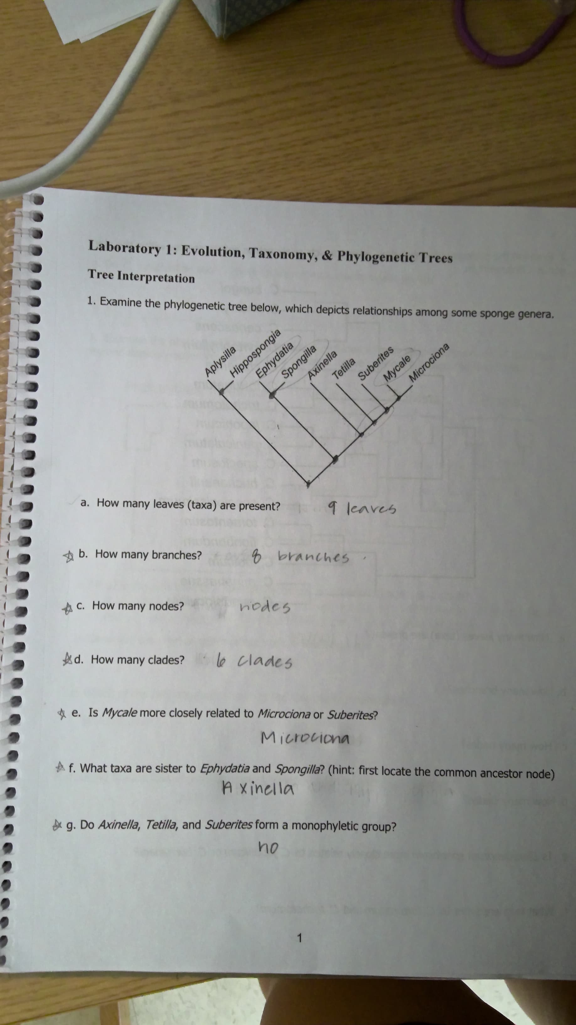 1. Examine the phylogenetic tree below, which depicts relationships among some sponge genera.
Aplysilla
Hippospongia
Ephydatia
Spongilla
Axinella
Tetilla
Mycale
Microciona
Suberites
a. How many leaves (taxa) are present?
A b. How many branches?
9 leaves
AC. How many nodes?
8 branches
Ad. How many clades?
nodes
l6 clades
A e. Is Mycale more closely related to Microciona or Suberites?
Af. What taxa are sister to Ephydatia and Spongilla? (hint: first locate the common ancestor node)
Microciona
A xinella
g. Do Axinella, Tetilla, and Suberites form a monophyletic group?
no
