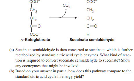 COO
COO
Co,
CH,
CH,
CH,
CH,
C=0
C=0
CoO
H
a-Ketoglutarate
Succinate semialdehyde
(a) Succinate semialdehyde is then converted to succinate, which is further
metabolized by standard citric acid cycle enzymes. What kind of reac-
tion is required to convert succinate semialdehyde to succinate? Show
any coenzymes that might be involved.
(b) Based on your answer in part a, how does this pathway compare to the
standard citric acid cycle in energy yield?
