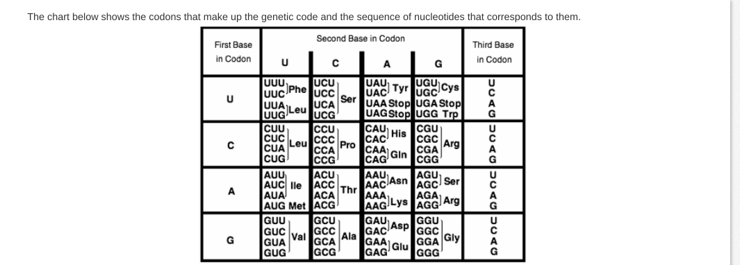 The chart below shows the codons that make up the genetic code and the sequence of nucleotides that corresponds to them.
Second Base in Codon
First Base
Third Base
in Codon
in Codon
A
G
UAU
UCU
UuC Phe ucc
lUCA
UCG
Tyr UGcCys
UAC
Ser
UAA Stop UGA Stop
U
UUA
UUG Leu
CCU
UAGStop UGG Trp
CUU
CUC
cc
CUA Leu
CCA
cCG
CAU
| His
CAC
Pro
CAA
CAG
CGU
CGC
ICGA
Arg
Gin
CUG
CGG
G
AUU
AUC lle
AUA
AUG Met ACG
GUU
GUC
ACU
ACC
ACA
AAU
AAC Asn
AGU
AGC Ser
AGA
U
Thr
AAA),
AAG Lys AGG Arg
A
GAU
Asp
GAC
GCU
GGU
GGC
Gly
GCC
Val
GUA
Ala
GAA
G
GCA
GCG
GGA
Glu
GUG
GAG
GGG
