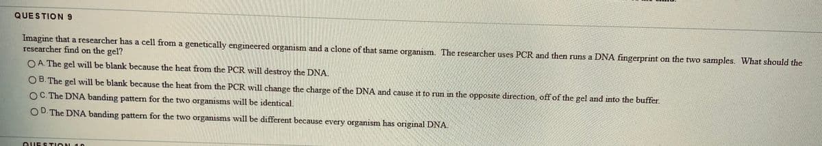 QUESTION 9
Imagine that a researcher has a cell from a genetically engineered organism and a clone of that same organism. The researcher uses PCR and then rruns a DNA fingerprint on the two samples. What should the
researcher find on the gel?
O A. The gel will be blank because the heat from the PCR will destroy the DNA.
O B. The gel will be blank because the heat from the PCR will change the charge of the DNA and cause it to run in the opposite direction, off of the gel and into the buffer.
OC. The DNA banding pattern for the two organisms will be identical.
O D. The DNA banding pattern for the two organisms will be different because every organism has original DNA.
QUEST ION 10
