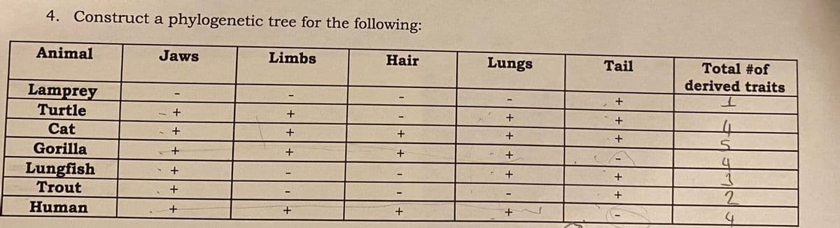 4. Construct a phylogenetic tree for the following:
Animal
Jaws
Limbs
Hair
Lungs
Tail
Total #of
derived traits
Lamprey
Turtle
Cat
Gorilla
Lungfish
Trout
2.
Human
++
+|++| +
I ++| 11+
+|++ I +
+|++ +|+| +
