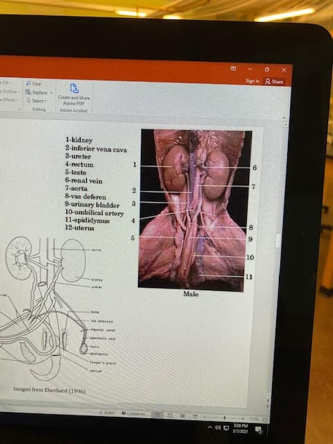 Sign in 8 Share
P Fied
Outie Replace
Select
Cate and Share
Adobe POF
Edting
Adobe Arbat
1-kidney
2-inferior vena cava
3-ure ter
4-rectum
5-teste
6-renal vein
7-aorta
8-vas deferen
9-urinary bladder
10-umbilical artery
11-epididymus
12-uterus
6.
3
10
11
Male
tren
goinaenet
Cemper's pand
Images from Eberhard (1996)
Netr
Comnents
AS PM
A de D
1.
