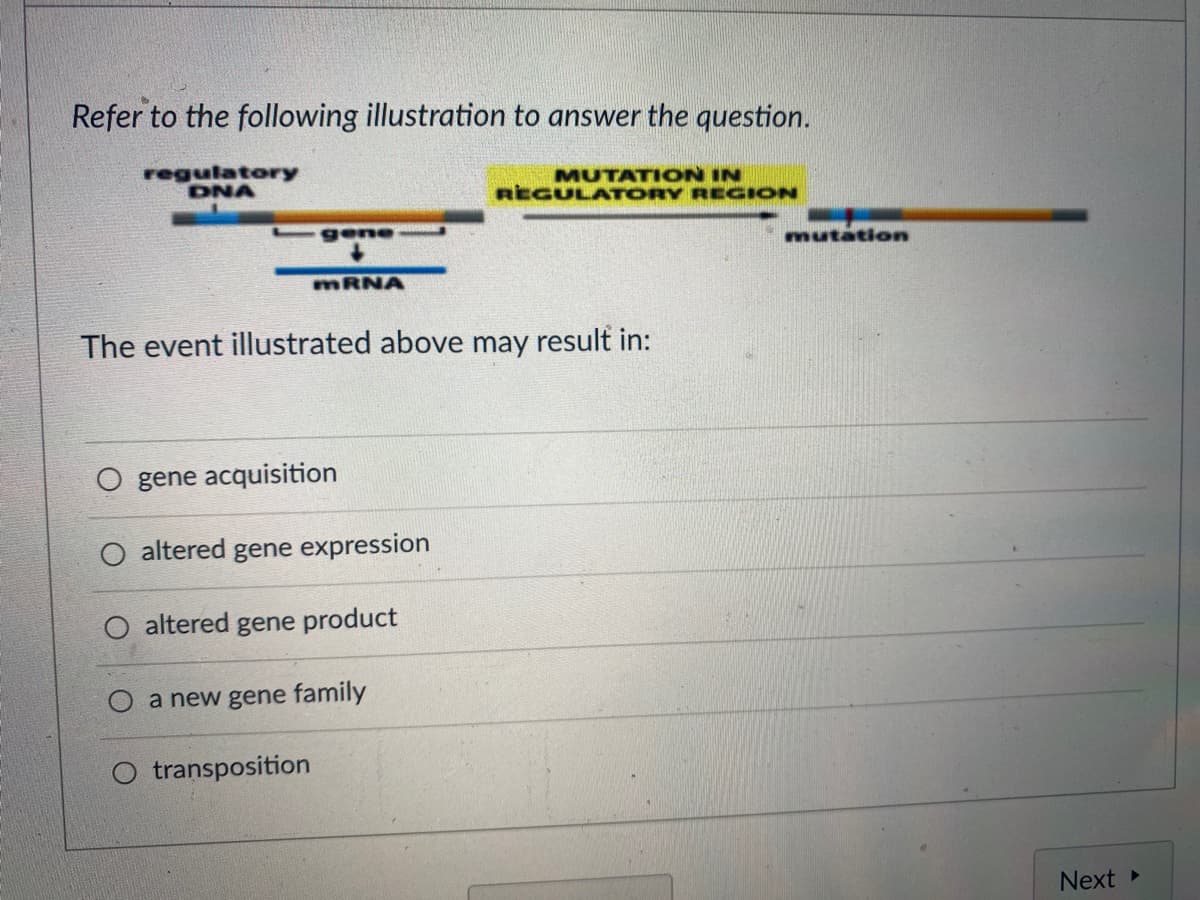 Refer to the following illustration to answer the question.
regulatory
DNA
gene
mRNA
The event illustrated above may result in:
gene acquisition
altered gene expression
altered gene product
transposition
a new gene family
MUTATION IN
REGULATORY REGION
mutation
Next ▸
