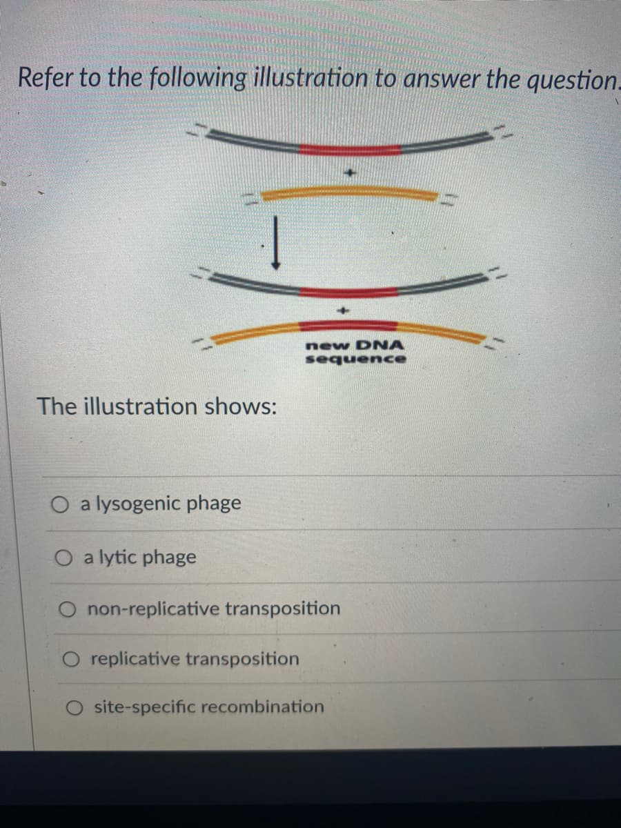Refer to the following illustration to answer the question_
The illustration shows:
O a lysogenic phage
O a lytic phage
new DNA
O replicative transposition
sequence
non-replicative transposition
O site-specific recombination