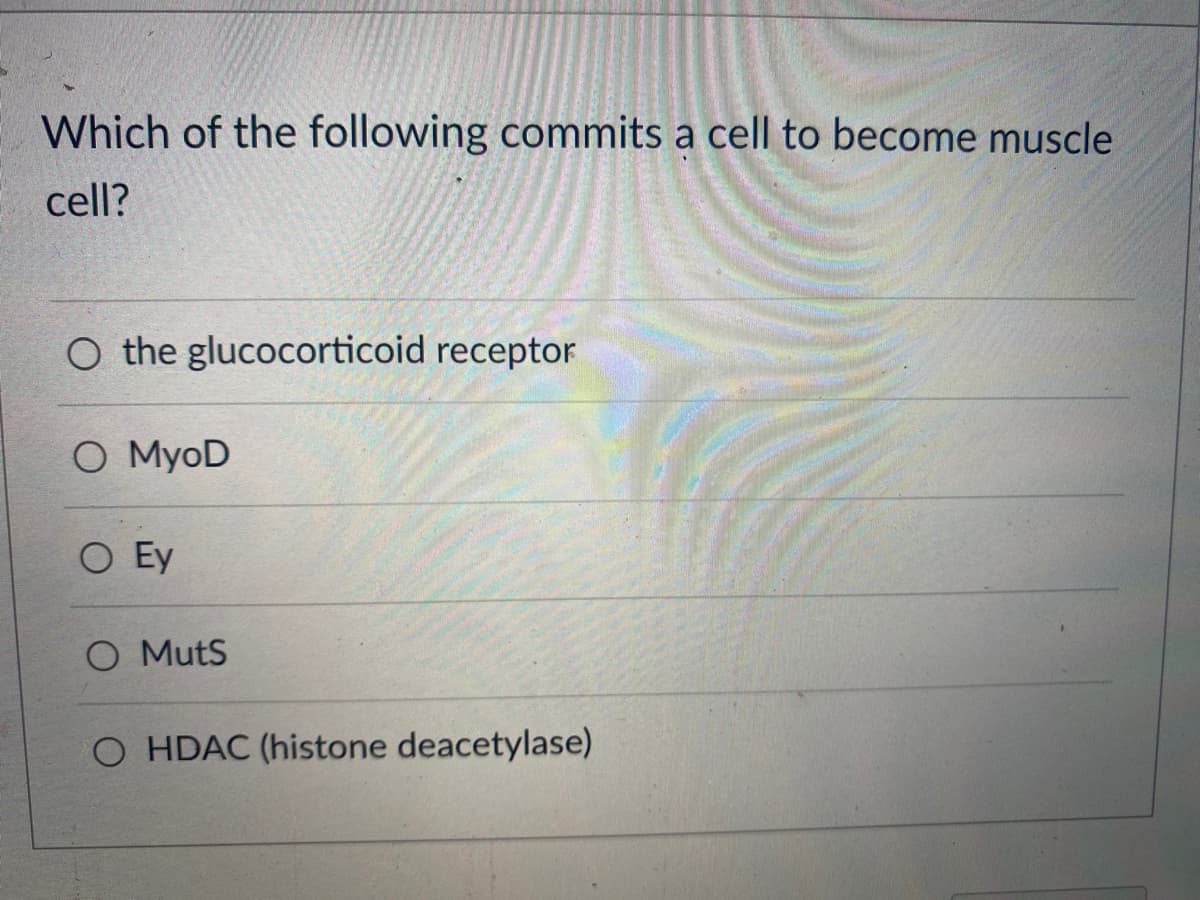 Which of the following commits a cell to become muscle
cell?
O the glucocorticoid receptor
O MyoD
O Ey
O Muts
O HDAC (histone deacetylase)