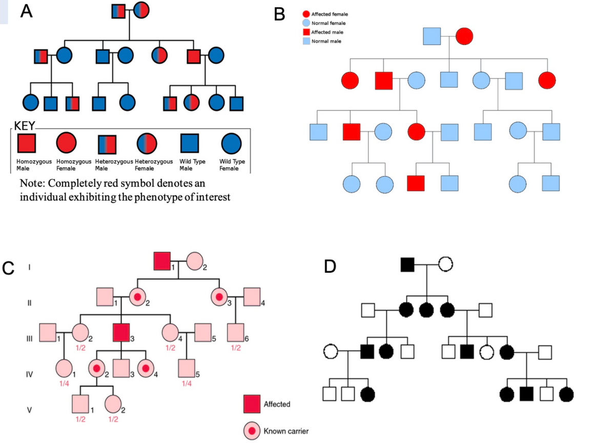 A
Affected female
Normal female
Affected male
Normal male
KEY.
Homozygous Homozygous Heterozygous Heterozygous Wild Type
Male
Wild Type
Female
Male
Female
Female
Male
Note: Completely red symbol denotes an
individual exhibiting the phenotype of interest
D
II
II
1/2
1/2
1/2
IV
15
1/4
1/4
Affected
V
1/2
1/2
Known carrier
