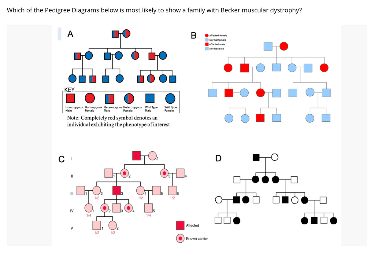 Which of the Pedigree Diagrams below is most likely to show a family with Becker muscular dystrophy?
A
В
Affected female
Normal female
Affected male
Normal male
ΚΕY.
Homozygous Homozygous Heterozygous Heterozygous Wild Type
Male
Female
Wild Type
Female
Male
Female
Male
Note: Completely red symbol denotes an
individual exhibiting the phenotype of interest
D
II
16
1/2
1/2
1/2
IV
1/4
1/4
Affected
V
1/2
1/2
Known carrier
