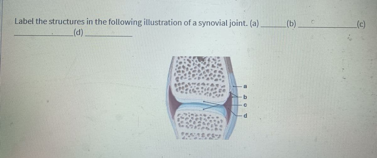Label the structures in the following illustration of a synovial joint. (a).
(d)
C
d
(b)