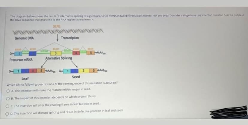 The diagram below shows the result of alternative splicing of a given precursor mRNA in two different plant tissues: leaf and seed. Consider a single base pair insertion mutation near the middle of
the DNA sequence that gives rise to the RNA region labeled exon 4.
GENE
MAXXA
Genomic DNA
exon,
Precursor mRNA
exon
Transcription
Alternative Splicing
5 MAG
exon
5
5 M
Leaf
Seed
Which of the following descriptions of the consequence of this mutation is accurate?
OA. The insertion will make the mature mRNA longer in seed.
OB. The impact of this insertion depends on which protein this is
OC The insertion will alter the reading frame in leaf but not in seed.
OD. The insertion will disrupt splicing and result in defective proteins in leaf and seed.