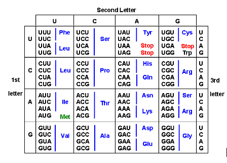 Second Letter
A
G
Phe UCU
UGU Cys U
UAU
UAC
Tyr
UU
U UuC
Ser
UGC
UCA
UCG
Stop UGA Stop A
Stop UGG Trp G
UUA
Leu
UAA
UAG
UUG
CUU
CU
CAU
His
CGU
U
CGC Arg
C| CUC
CUA
Leu CCC
ССА
Pro
CÁC
CAA
Gin
CGA
A
3rd
G
1st
CUG
CCG
CAG
CGG
letter
ACU
lle ACC
ACA
AUU
AAU
Asn
AGU
Ser u letter
A AUC
AUA
Thr AAC
AAA
AGC
AGA
Lys
A
Arg
G
AUG
Met |ACG
AAG
AGG
GCU
Val GCC
GCA
GCG
Asp GGU
GGC
GGA
GGG
GUU
GAU
GAC
G GUC
Ala
GUA
GUG
Gly
A
G
GAA
Glu
GAG
