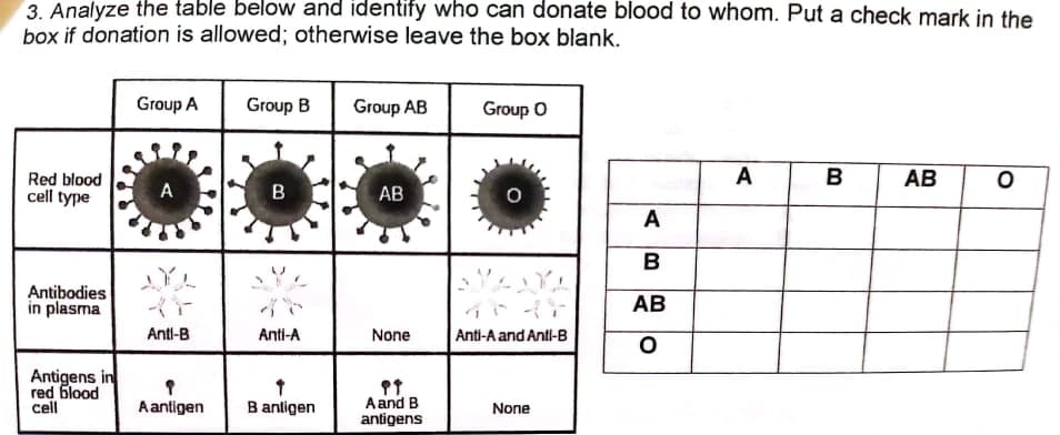 3. Analyze the table below and identify who can donate blood to whom. Put a check mark in the
box if donation is allowed; otherwise leave the box blank.
Group A
Group B
Group AB
Group O
A
B
AB
Red blood
cell type
A
AB
A
B
Antibodies
in plasma
AB
Antl-B
Anti-A
None
Anti-A and Antl-B
Antigens in
red blood
cell
Aand B
antigens
Aantigen
B antigen
None
