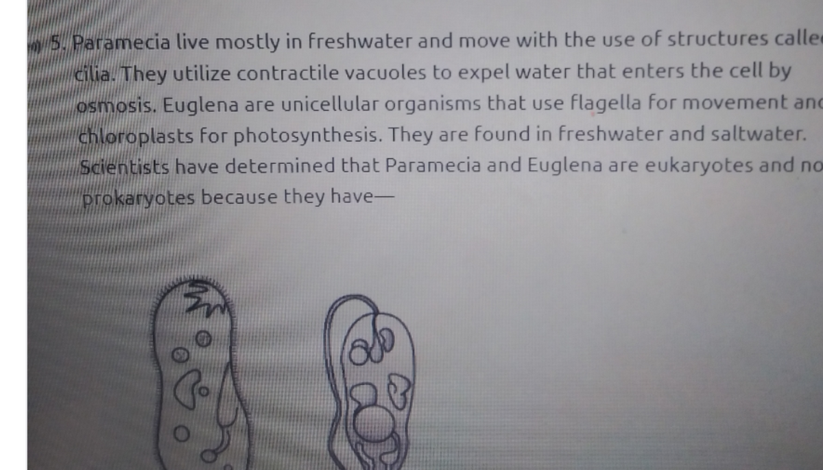 5. Paramecia live mostly in freshwater and move with the use of structures calle
cilia. They utilize contractile vacuoles to expel water that enters the cell by
osmosis. Euglena are unicellular organisms that use flagella for movement anc
chloroplasts for photosynthesis. They are found in freshwater and saltwater.
Scientists have determined that Paramecia and Euglena are eukaryotes and no
prokaryotes because they have-
