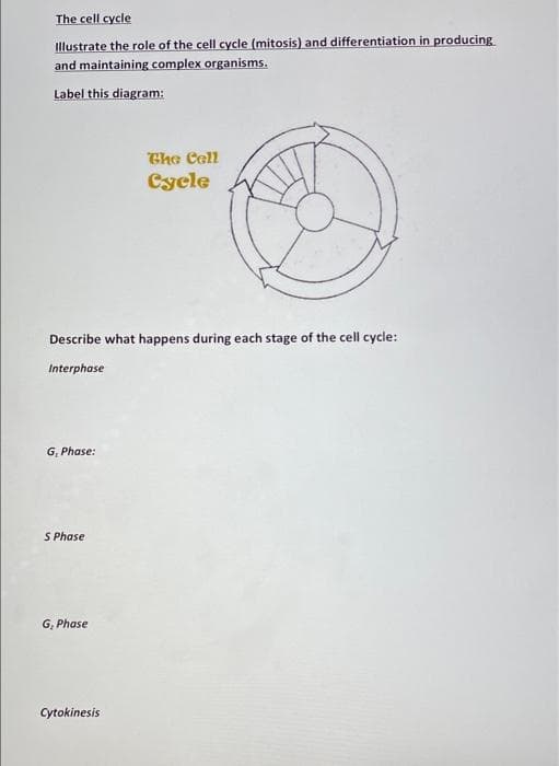 The cell cycle
Illustrate the role of the cell cycle (mitosis) and differentiation in producing
and maintaining complex organisms.
Label this diagram:
Ghe Cell
Cycle
Describe what happens during each stage of the cell cycle:
Interphase
G, Phase:
S Phase
G, Phase
Cytokinesis
