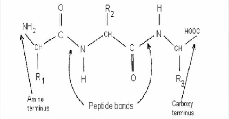 NH,
HOOC
CH
N.
CH
CH
R1
R
Amino
terminus
Peptide bonds
Carboxy
terminus
