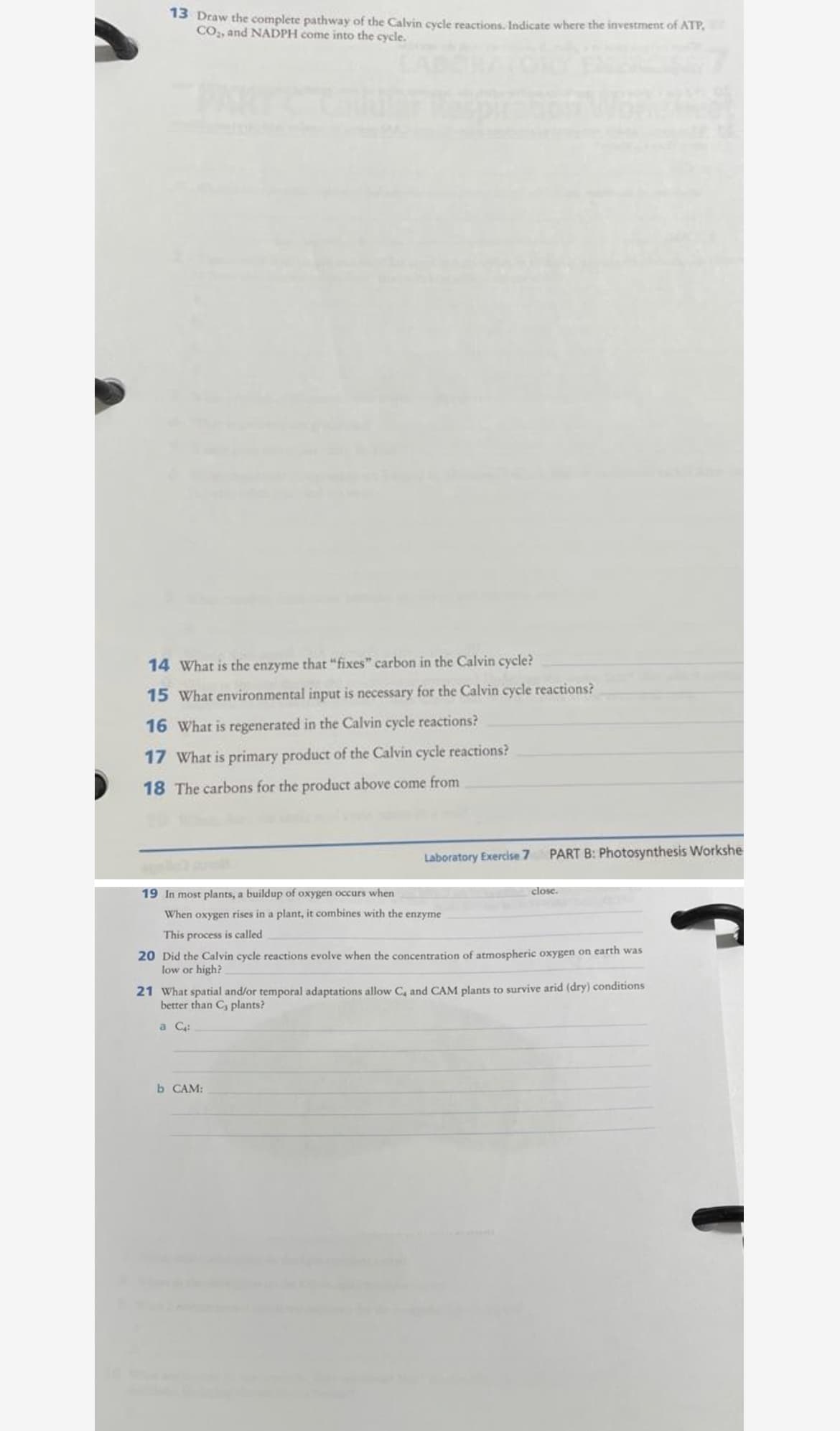 13 Draw the complete pathway of the Calvin cycle reactions, Indicate where the investment of ATP,
CO, and NADPH come into the cycle.
14 What is the enzyme that "fixes" carbon in the Calvin cycle?
15 What environmental input is necessary for the Calvin cycle reactions?
16 What is regenerated in the Calvin cycle reactions?
17 What is primary product of the Calvin cycle reactions?
18 The carbons for the product above come from
Laboratory Exercise 7
PART B: Photosynthesis Workshe
19 In most plants, a buildup of oxygen occurs when
close.
When oxygen rises in a plant, it combines with the enzyme
This process is called
20 Did the Calvin cycle reactions evolve when the concentration of atmospheric oxygen on earth was
low or high?
21 What spatial and/or temporal adaptations allow C, and CAM plants to survive arid (dry) conditions
better than C, plants?
a C:
b CAM:
