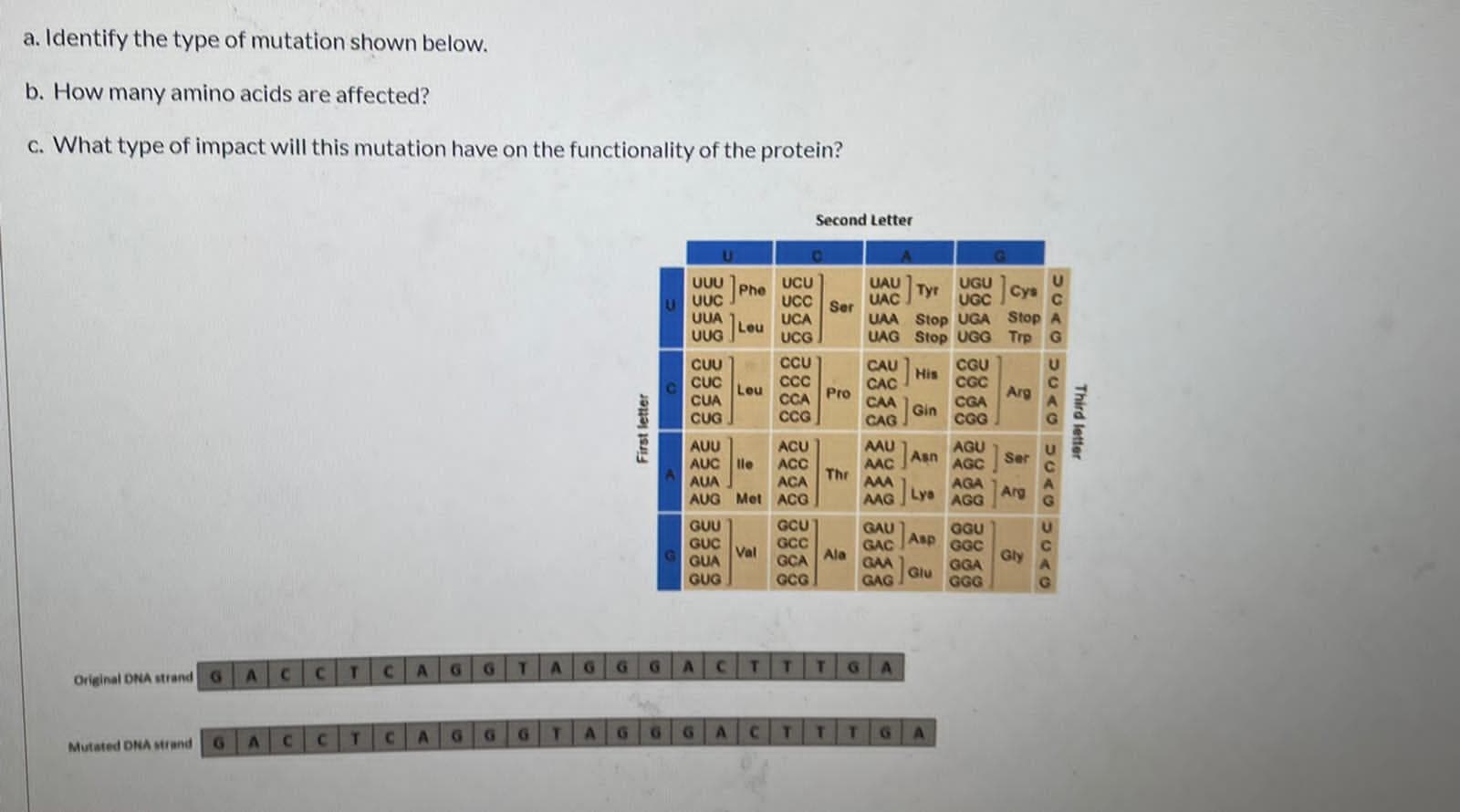 a. Identify the type of mutation shown below.
b. How many amino acids are affected?
c. What type of impact will this mutation have on the functionality of the protein?
Second Letter
UAU
Tyr
UAC
UUU
UCU
UGU
UGC
Phe
Cys
C
UUC
UUA
UUG
UCC
UCA
Ser
UAA Stop UGA Stop A
UAG Stop UGG Trp G
Leu
UCG
CGU
CAU His
CCU
C
CCA
G
CUU
CUC
CAC
CGC
Leu
CUA
Arg
Pro
CGA
CGG
CAA
Gin
CUG
CAG
AUU
AUC lle
AUA
AUG Met ACG
ACU
ACC
ACA
AAU
Asn
AAC
The
AAA
AGU
AGC
Ser
AGA
AAG Lya AGG
Arg
GCU
GCC
GUU
GAU
GAC
GAA
GAG
GGU
GGC
Gly
Asp
GUC
Val
GUA
Ala
GCA
GCG
GGA
Glu
GGG
GUG
ACC
T C
A
G.
G.
6.
G G
A C
T.
T.
G.
Original DNA strand G
T
A
G.
G.
T.
G.
G.
GA
CT
T.
G.
Mutated DNA strand
First letter
Third letter
