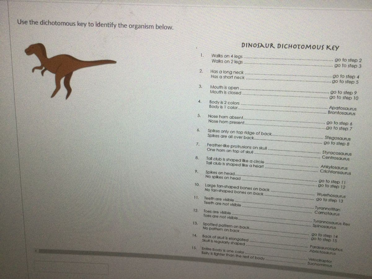 Use the dichotomous key to identify the organism below.
DINOSAUR DICHOTOMOUS KEY
go to step 2
go to step 3
1.
Walks on 4 legs
Walks on 2 legs
go to step 4
go to step 5
2.
Has a long neck
Has a short nock
go lo slep 9
go to step 10
3.
Mouth is open ..
Mouth is closed
Apatosaurus
Brontosaurus
4.
Body is 2 colors
Body is 1 color...
Nose horn obsent...
Nose hom present.
go to step 6
go to step 7
5.
Spikes only on top ridge of back....
Spikes are all over back.....
Stegosaurus
go to step 8
6.
Feather-like protrusions on skull
One hom on top of skull
Styracosaurus
CentrosaurUS
Tall club Is shaped lke a circie
Tail club is shnaped like a heart
8.
Ankylosaurus
Crichtonsaurus
9.
Spikes on head...
go to step 11
go to step 12.
No spikes on head
10.
Large fan-shaped bones on back
Wuerhosaurus
go to step 13
No tan-shaped bones on back
11. Teeth are visible
Teeth are not visible
Tyrannotitan
Camotaurus
12.
Toes are vislble
Toes are nof visible...
Tyrannosaurus Rex
13.
Spotted pattern on back.
go to step 14
go to step 15
No pattern on back
14.
Back of skull is elongated
Parasaurolophus:
Abrictosauus
Skull is regularly shaped
Entire body is one color
Belly is lighter than the rest of body
15.
Velociraptor
Suchomimus
