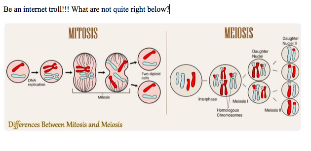 MITOSIS
MEIOSIS
Daughter
Nuclei
Daughter
Nuclel
Two diploid
cells
DNA
replication
Milosis
Interphase
Meiosis i
Homologous
Chromosomes
Meiosis I
Differences Between Mitosis and Meiosis
