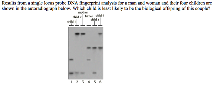 Results from a single locus probe DNA fingerprint analysis for a man and woman and their four children are
shown in the autoradiograph below. Which child is least likely to be the biological offspring of this couple?
mother
father child 4
child 3
child 2
child
1 2 3 4 5 6
