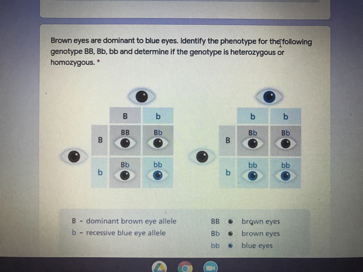 Brown eyes are dominant to blue eyes. Identify the phenotype for the following
genotype BB, Bb, bb and determine if the genotype is heterozygous or
homozygous. *
b
BB
Bb
Bb
Bb
Bb
bb
bb
bb
B- dominant brown eye allele
BB
brown eyes
b recessive blue eye allele
Bb
brown eyes
bb
blue eyes
B.
