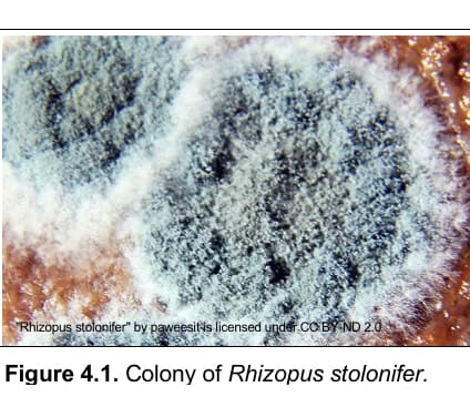 "Rhizopus stolonifer" by paweesit is licensed under CC BY ND 2.0
Figure 4.1. Colony of Rhizopus stolonifer.