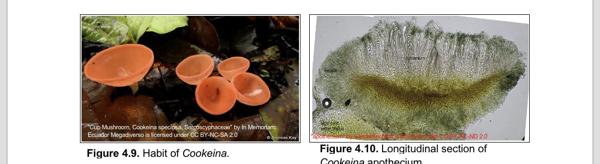 "Cup Mushroom, Cookeina speciosa, Sarcoscyphaceae" by In Memoriam:
Ecuador Megadiverso is licensed under CC BY-NC-SA 2.0
Figure 4.9. Habit of Cookeina.
indreas Kay
algaroris
within Kalus
BANC-ND 2.0
Figure 4.10. Longitudinal section of
Cookeina apothecium