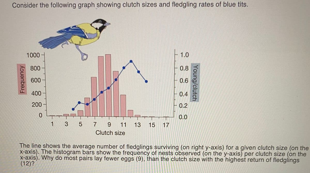 Consider the following graph showing clutch sizes and fledgling rates of blue tits.
1000
1.0
800
0.8
600
0.6
400
0.4
200
0.2
ㅇ
0.0
1 3 5 7 9
11
13 15
17
Clutch size
The line shows the average number of fledglings surviving (on right y-axis) for a given clutch size (on the
x-axis). The histogram bars show the frequency of nests observed (on the y-axis) per clutch size (on the
x-axis). Why do most pairs lay fewer eggs (9), than the clutch size with the highest return of fledglings
(12)?
Frequency
Young/clutch
