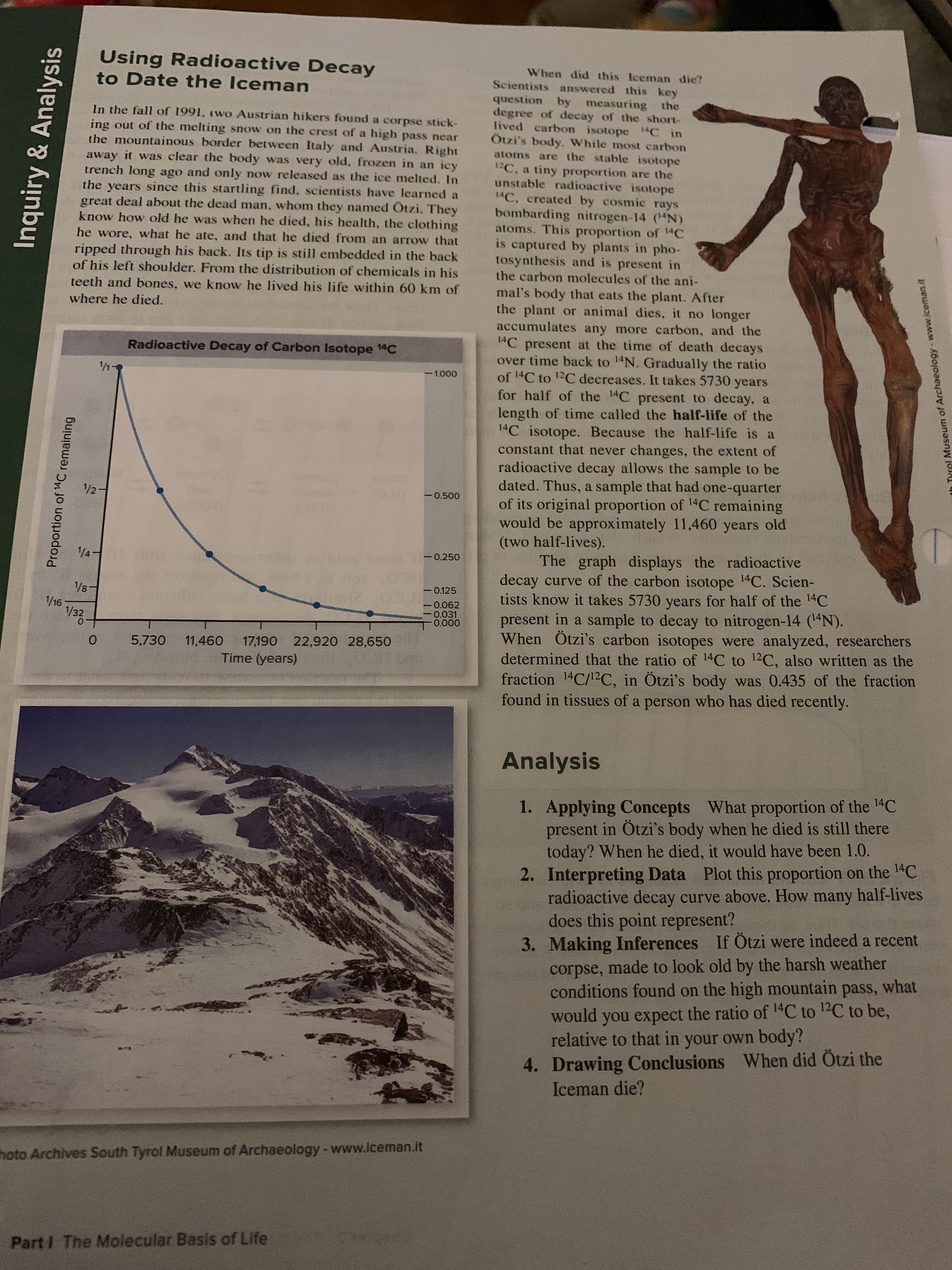 Using Radioactive Decay
to Date the Iceman
When did this Iceman dic?
Scientists answered this key
question by measuring the
degree of decay of the short-
lived carbon isotope 1C in
Ötzi's body. While most carbon
atoms are the stable isotope
12C.
unstable radioactive isotope
14C. created by cosmic rays
bombarding nitrogen-14 (4N)
atoms. This proportion of 14C
is captured by plants in pho-
tosynthesis and is present in
In the fall of 1991. (wo Austrian hikers found a corpse stick-
ing out of the melting snow on the crest of a
high pass near
the mountainous border between Italy and Austria. Right
away it was clear the body was very old, frozen in an
icy
now released as the ice melted. In
tiny proportion are the
a
trench long ago and only
the years since this startling find, scientists have learned a
great deal about the dead man, whom they named Ötzi. They
know how old he was when he died, his health, the clothing
he wore, what he ate, and that he died from an arrow that
ripped through his back. Its tip is still embedded in the back
of his left shoulder. From the distribution of chemicals in his
the carbon molecules of the ani-
teeth and bones, we know he lived his life within 60 km of
mal's body that eats the plant. After
the plant or animal dies, it no longer
accumulates any more carbon, and the
1C present at the time of death decays
over time back to 14N. Gradually the ratio
of 14C to 12C decreases. It takes 5730 years
for half of the 14C present to decay, a
length of time called the half-life of the
1C isotope. Because the half-life is a
constant that never changes, the extent of
radioactive decay allows the sample to be
dated. Thus, a sample that had one-quarter
of its original proportion of 14C remaining
would be approximately 11,460 years old
(two half-lives).
The graph displays the radioactive
decay curve of the carbon isotope 14C. Scien-
tists know it takes 5730 years for half of the 14C
present in a sample to decay to nitrogen-14 (14N)
When Ötzi's carbon isotopes were analyzed, researchers
determined that the ratio of 14C to 12C, also written as the
fraction 14C/12C, in Ötzi's body was 0.435 of the fraction
found in tissues of a person who has died recently.
where he died.
Radioactive Decay of Carbon Isotope 14C
1-
-1.000
1/21
-0.500
1/4
10
OruC 0.250
0.125
1/8-1
1/16
1/32
0.062
0.031
0.000
17,190 22,920 28,650
11,460
5,730
Time (years)
Analysis
of the 14C
Applying Concepts What proportion
present in Otzi's body when he died is still there
today? When he died, it would have been 1.0.
2. Interpreting Data Plot this proportion on the 4C
radioactive decay curve above. How many half-lives
does this point represent?
3. Making Inferences If Otzi were indeed a recent
corpse, made to look old by the harsh weather
conditions found on the high mountain pass, what
would you expect the ratio of 1C to 12C to be,
relative to that in your own
1.
body?
4. Drawing Conclusions When did Ötzi the
Iceman die?
hoto Archives South Tyrol Museum of Archaeology -www.iceman.it
Part I The Molecular Basis of Life
Inquiry & Analysis
Proportion of 14C remaining
th Tyrel Museum of Archaeology-www.iceman.it
